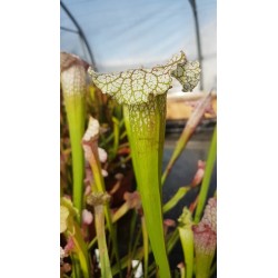 Sarracenia X pink thing