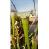 Sarracenia X pink thing