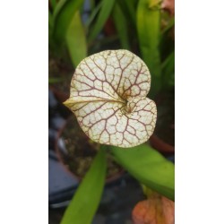 Sarracenia X Adrian Slack