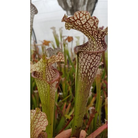 Sarracenia leucophylla 'stocky, wide mouth, red lip, AKA Bunting Original, ipl27'