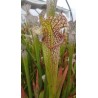 Sarracenia leucophylla 'stocky, wide mouth, red lip, AKA Bunting Original, ipl27'