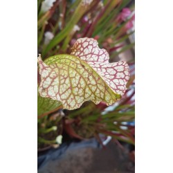 Sarracenia leucophylla 'stocky, wide mouth, red lip, AKA Bunting Original, ipl27'