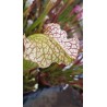 Sarracenia leucophylla 'stocky, wide mouth, red lip, AKA Bunting Original, ipl27'