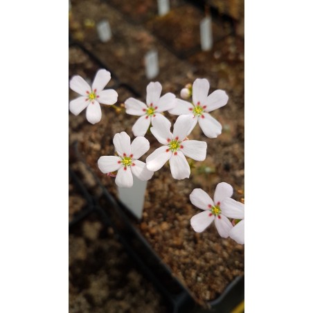 Drosera helodes 'great Northern Highway form'