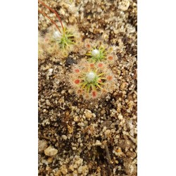 Drosera helodes 'great Northern Highway form'