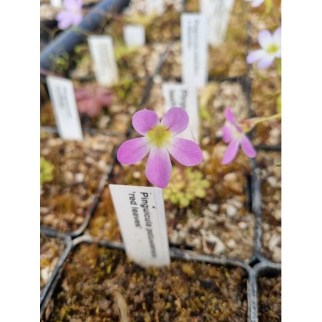 Pinguicula laxifolia