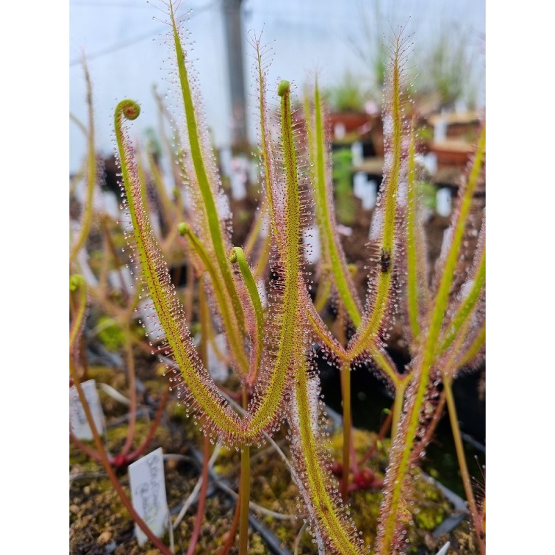 Drosera binata var. dichotoma f. pedata