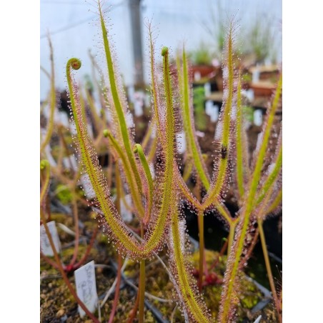 Drosera binata var. dichotoma f. pedata