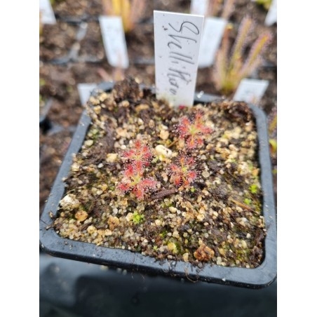 Drosera stelliflora