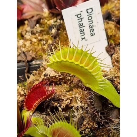 Dionaea 'phalanx'