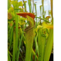 Sarracenia alata 'red lid heavy veins'