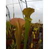 Sarracenia alata f. cuprea 'tall, cooper lid and upper tube, TX'