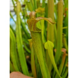 Sarracenia alata 'purple throat giant'