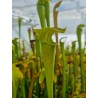 Sarracenia alata 'pubescent giant green form - Stone Co – MS'