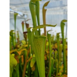 Sarracenia alata 'pubescent giant green form - Stone Co – MS'