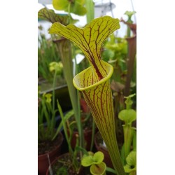 Sarracenia flava 'purple throat'