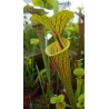 Sarracenia flava 'purple throat'