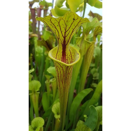 Sarracenia flava 'purple throat'