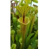 Sarracenia flava 'purple throat'