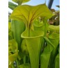 Sarracenia flava 'giant pitchers over 100 cm'