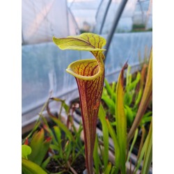 Sarracenia flava var. rubricorpora 'ornata int, Wewahitchka FL (F56 MK)