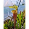 Sarracenia flava var. rubricorpora 'ornata int, Wewahitchka FL (F56 MK)