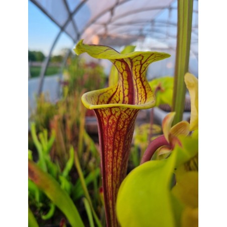 Sarracenia flava var. rubricorpora 'ornata int, Wewahitchka FL (F56 MK)