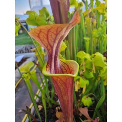 Sarracenia flava var. atropurpurea 'All red form',Blackwater State forest F27B MK