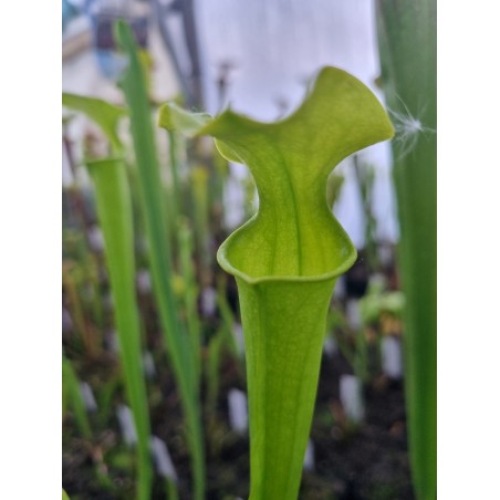 Sarracenia flava var. maxima 'very tall pitchers, complety green