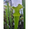 Sarracenia flava var. maxima 'very tall pitchers, complety green