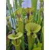 Sarracenia flava 'stripped dutch'