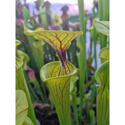 Sarracenia flava 'stripped dutch'