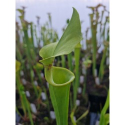 Sarracenia flava var. rugelii 'FL, Santa Rosa co.(BCP S7M2)