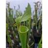 Sarracenia flava var. rugelii 'FL, Santa Rosa co.(BCP S7M2)