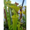 Sarracenia flava 'Shalotte, Brunswick Co'