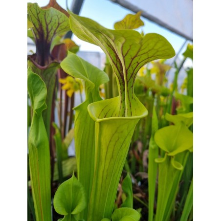 Sarracenia flava 'Shalotte, Brunswick Co'