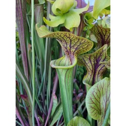 Sarracenia flava var. ornata 'super ornata'