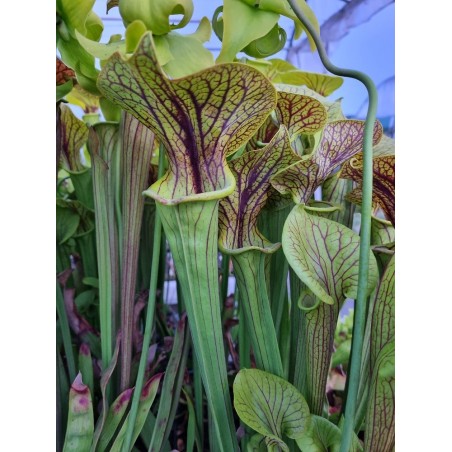 Sarracenia flava var. ornata 'super ornata'