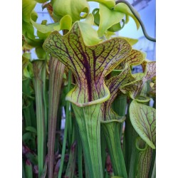 Sarracenia flava var. ornata 'super ornata'