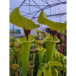 Sarracenia flava var. rugelii 'elegant'