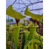 Sarracenia flava var. rugelii 'elegant'