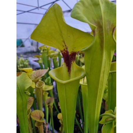 Sarracenia flava var. rugelii 'elegant'