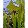 Sarracenia flava var. rugelii 'elegant'