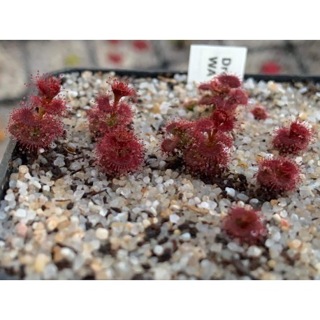 Drosera platypoda