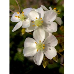 Drosera macrantha 'rock outcrop'