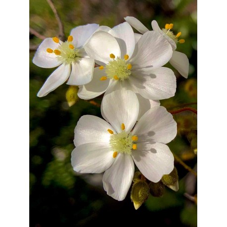 Drosera macrantha 'rock outcrop'