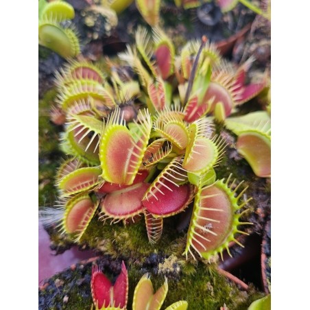 Dionaea muscipula