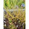 Drosera binata var. dichotoma