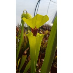 Sarracenia flava var. rugelii 'giant robust clone, F18 MK'