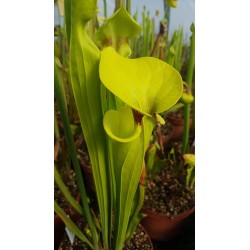 Sarracenia flava var. rugelii 'giant robust clone, F18 MK'